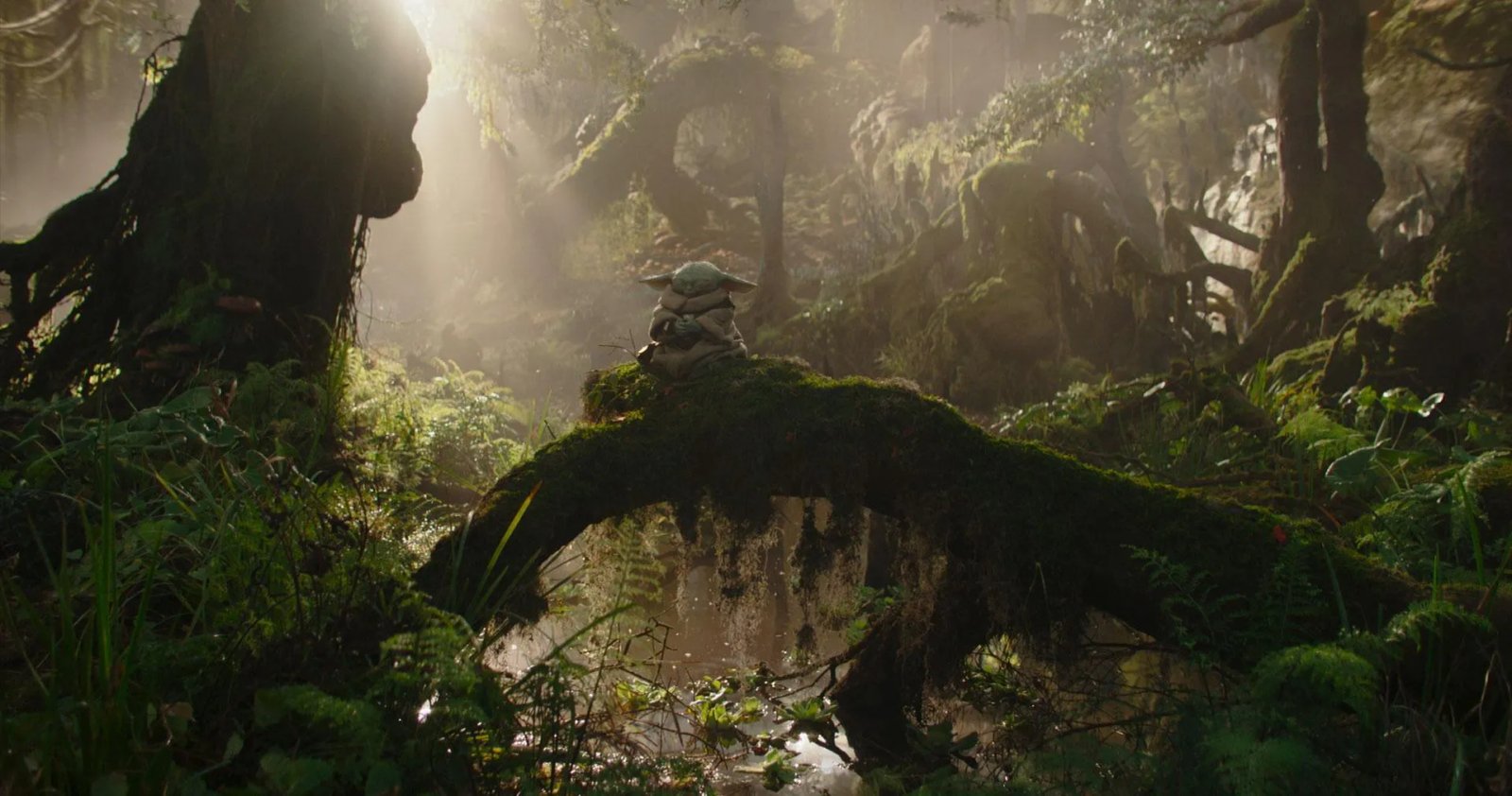 Grogu sitting and meditating on a tree branch in a swampy forest.